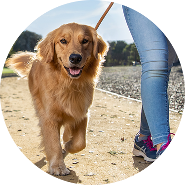 A woman walks her dog on a leash, enjoying a leisurely stroll in a pleasant outdoor setting.