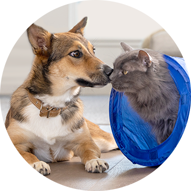 A dog and cat engaged in playful interaction, touching noses affectionately, symbolizing their close companionship.